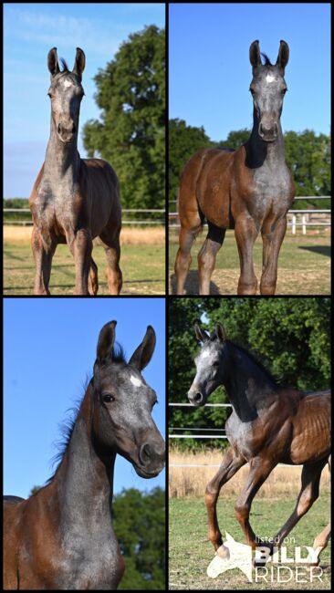 Wunderschönes Hengstfohlen von Durantos RR, Edith Rülck, Horses For Sale, Haltern am See, Image 6