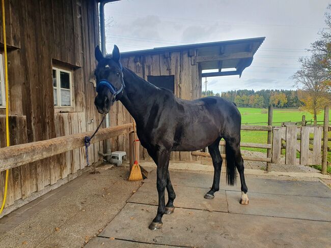 Schönes Freizeitpferd, Sandra , Horses For Sale, Blumberg