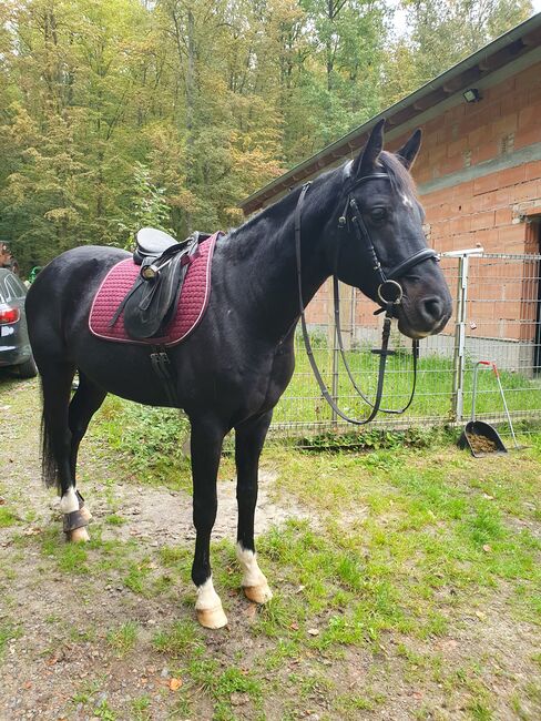 Wunderschöner Rappe, Ela, Horses For Sale, Meiningen, Image 3