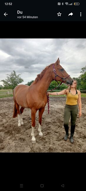 hübsche 15 jährige Fuchsstute 'LeeLou', sucht ein Zuhause als Beistell. - o. Freizeitpferd, Josi, Horses For Sale, Oderaue, Image 11