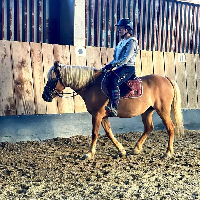 Wunderschöne 16 Jährige Haflinger / Fjord, Laura, Horses For Sale, Straden, Image 3