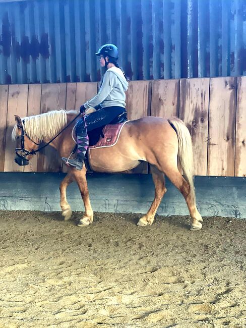 Wunderschöne 16 Jährige Haflinger / Fjord, Laura, Horses For Sale, Straden, Image 4