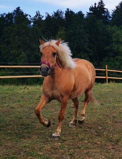 Wunderschöne 16 Jährige Haflinger / Fjord, Laura, Horses For Sale, Straden, Image 5