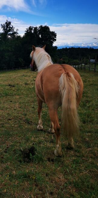 Wunderschöne 16 Jährige Haflinger / Fjord, Laura, Horses For Sale, Straden, Image 6