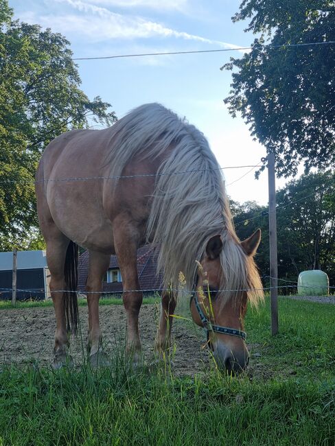 Wunderschöne 16 Jährige Haflinger / Fjord, Laura, Horses For Sale, Straden