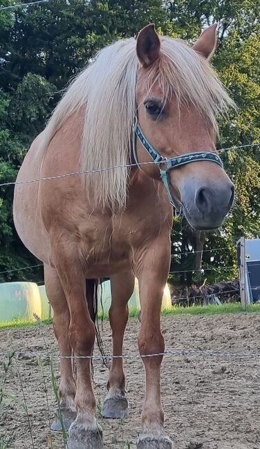 Wunderschöne 16 Jährige Haflinger / Fjord, Laura, Horses For Sale, Straden, Image 8