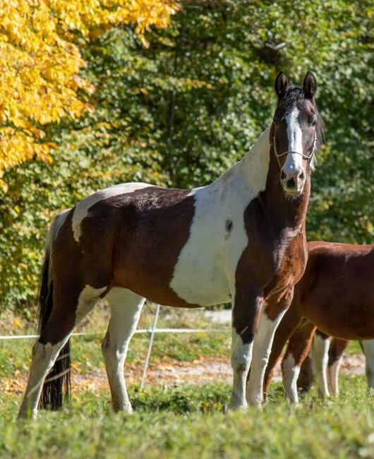 Wunderschöne 17 Jährige Stute, Laura Springer, Horses For Sale, Nußbach , Image 4