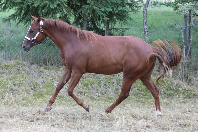 Wunderschöne 2 jährige QH/PH Stute zu verkaufen, Johanna Rohwer , Horses For Sale, Herborn , Image 4