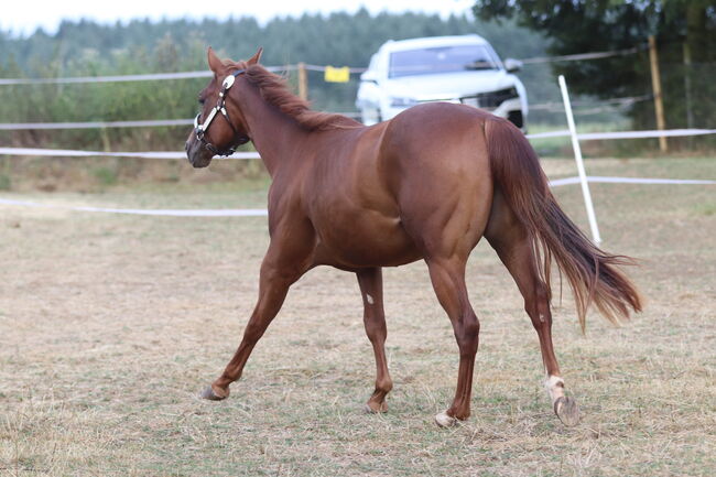 Wunderschöne 2 jährige QH/PH Stute zu verkaufen, Johanna Rohwer , Horses For Sale, Herborn , Image 5