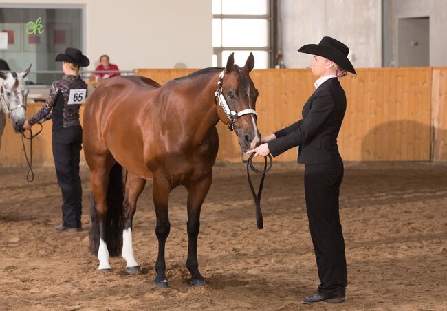 Wunderschöne 2 jährige QH/PH Stute zu verkaufen, Johanna Rohwer , Horses For Sale, Herborn , Image 29