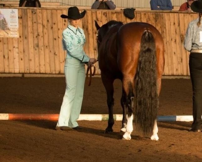 Wunderschöne 2 jährige QH/PH Stute zu verkaufen, Johanna Rohwer , Horses For Sale, Herborn , Image 28