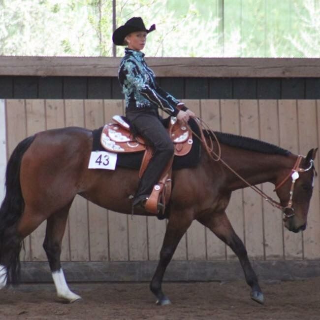 Wunderschöne 2 jährige QH/PH Stute zu verkaufen, Johanna Rohwer , Horses For Sale, Herborn , Image 19