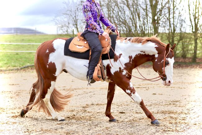 Wunderschöne 2 jährige QH/PH Stute zu verkaufen, Johanna Rohwer , Horses For Sale, Herborn , Image 16