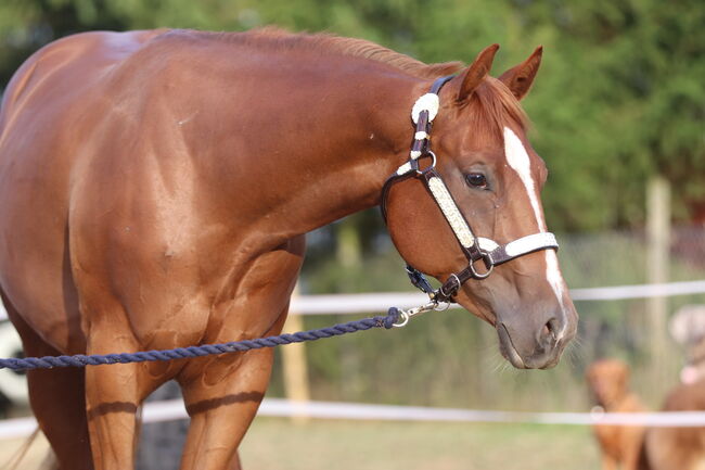 Wunderschöne 2 jährige QH/PH Stute zu verkaufen, Johanna Rohwer , Horses For Sale, Herborn 