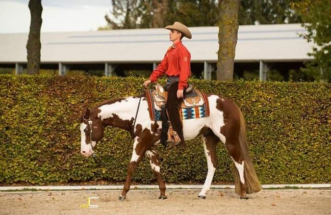 Wunderschöne 2 jährige QH/PH Stute zu verkaufen, Johanna Rohwer , Horses For Sale, Herborn , Image 12