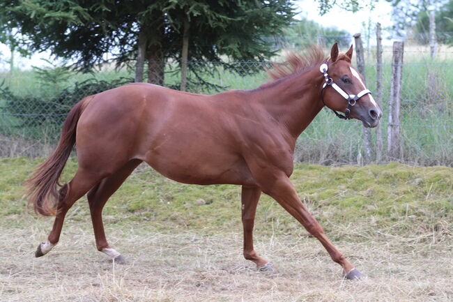 Wunderschöne 2 jährige QH/PH Stute zu verkaufen, Johanna Rohwer , Horses For Sale, Herborn , Image 2