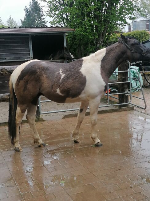 Bildhübscher 2 Jrhg. Grullopaint Wallach!, Nicole Kaufmann, Horses For Sale, Ahorn-Schillingstadt, Image 4