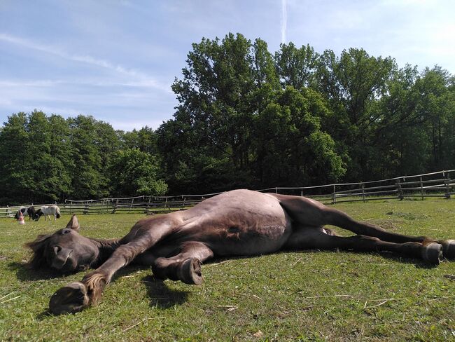 Beautiful 3 year old Quarterhorse-Criollo mare, Katarzyna Molga, Horses For Sale, Hamburg, Image 3