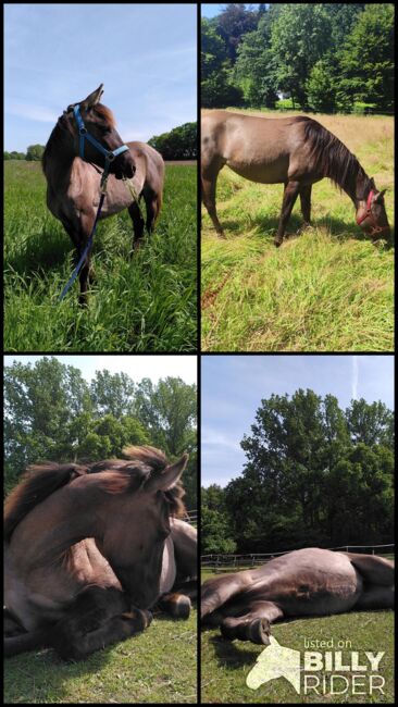 Beautiful 3 year old Quarterhorse-Criollo mare, Katarzyna Molga, Horses For Sale, Hamburg, Image 7