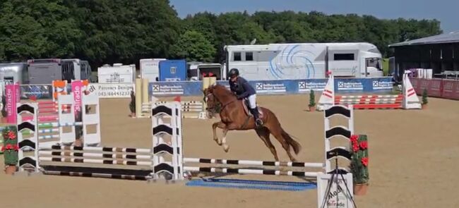 Wunderschöne 4-jährige Fuchsstute mit Top-Abstammung, Andrea Harrer, Horses For Sale, Hof, Image 2