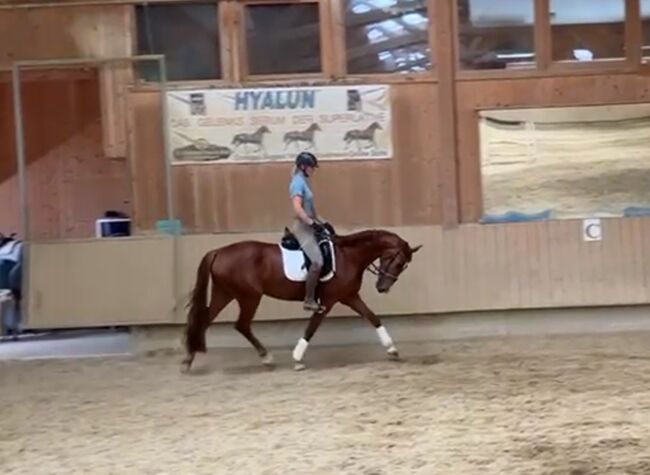 Wunderschöne 4-jährige Fuchsstute mit Top-Abstammung, Andrea Harrer, Horses For Sale, Hof, Image 3