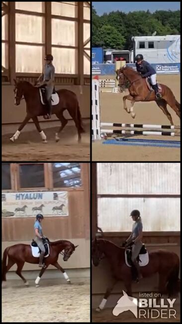 Wunderschöne 4-jährige Fuchsstute mit Top-Abstammung, Andrea Harrer, Horses For Sale, Hof, Image 7
