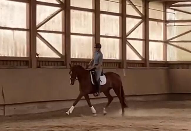 Wunderschöne 4-jährige Fuchsstute mit Top-Abstammung, Andrea Harrer, Horses For Sale, Hof