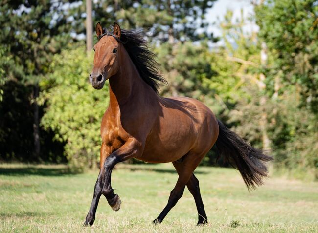 Schöner 5 jähriger PRE Wallach mit hervorragenden Grundgangarten, Marie Stark, Horses For Sale, Göllheim