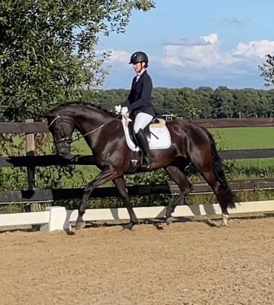 Bildhübsche 7 jährige Dressurstute zu verkaufen, Fiona Oppl, Horses For Sale, Baumgarten am Tullnerfeld, Image 5