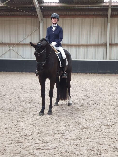 Bildhübsche 7 jährige Dressurstute zu verkaufen, Fiona Oppl, Horses For Sale, Baumgarten am Tullnerfeld, Image 2