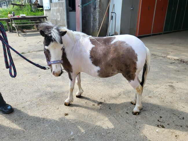 Wunderschöne AMH Stute, Tanja , Horses For Sale, Nürtingen , Image 4