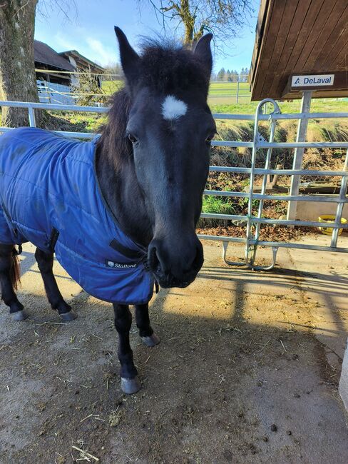 Hübsche Arravani Gangpferd Stute 6-jährig, sucht schönes Zuhause, Mirjam, Horses For Sale, Baden-Dättwil AG