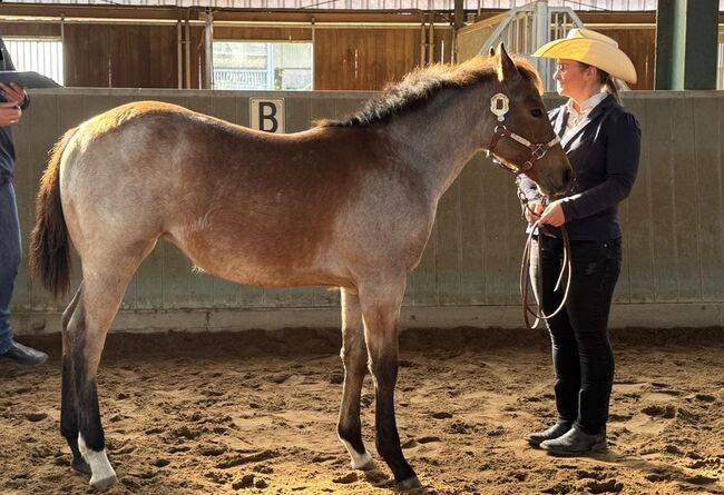 Liebe Bay Roan Quarter Horse Stute mit Foundation-Blutlinien, Kerstin Rehbehn (Pferdemarketing Ost), Horses For Sale, Nienburg