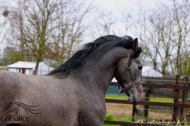 Wunderschöner Eyecatcher - 3 jährig - Bewegungsstark, Thomas Adams (Caballos PRE), Horses For Sale, Bell, Image 6