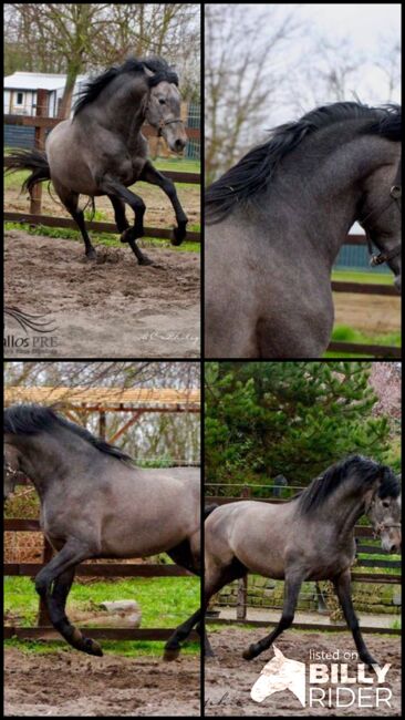 Wunderschöner Eyecatcher - 3 jährig - Bewegungsstark, Thomas Adams (Caballos PRE), Horses For Sale, Bell, Image 8