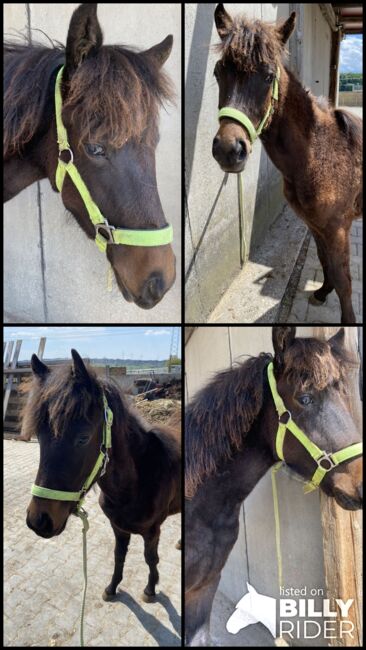 Hübscher brauner Isi Mix Wallach, Tanja , Horses For Sale, Nürtingen , Image 5