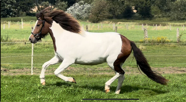 Hübsche Braunscheckstute für Familie, Freizeit, Sport, MS, Horses For Sale, Hamburg, Image 4