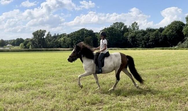 Hübsche Braunscheckstute für Familie, Freizeit, Sport, MS, Horses For Sale, Hamburg, Image 10