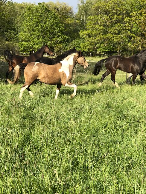 Bildschöner Braunschecke, Gundula Leide, Horses For Sale, Wedemark , Image 7