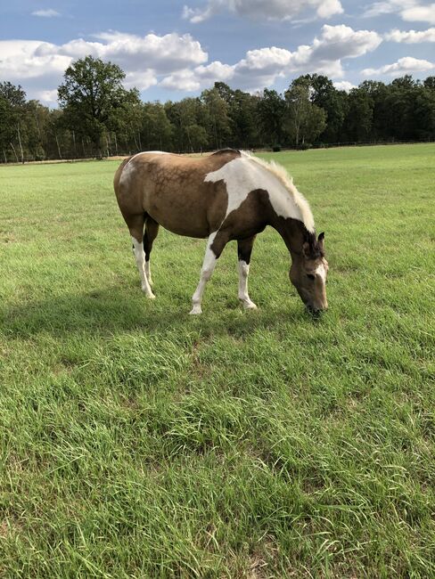 Bildschöner Braunschecke, Gundula Leide, Horses For Sale, Wedemark , Image 8