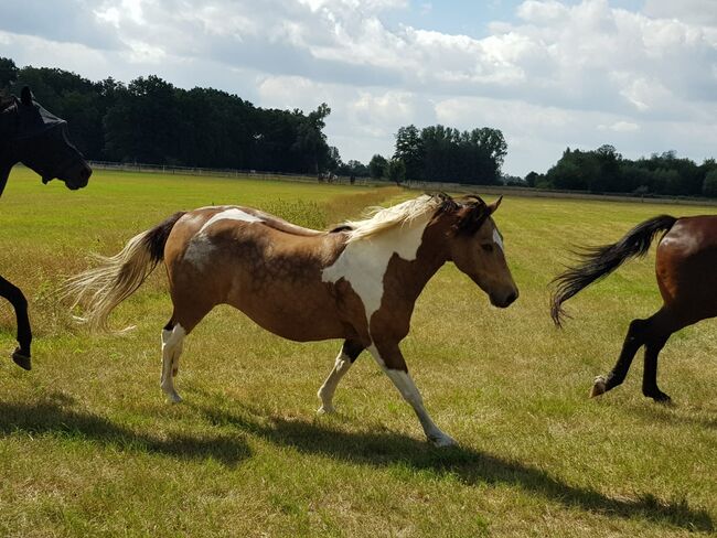 Bildschöner Braunschecke, Gundula Leide, Horses For Sale, Wedemark , Image 10