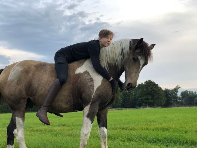 Bildschöner Braunschecke, Gundula Leide, Horses For Sale, Wedemark , Image 9