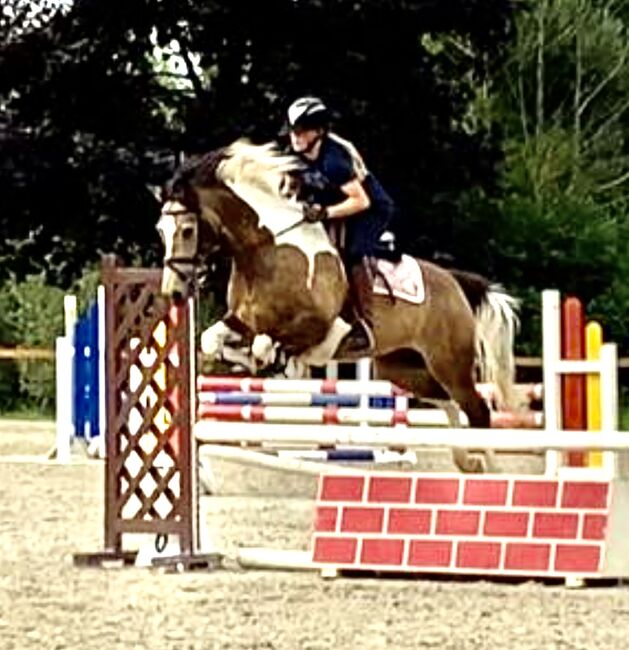 Bildschöner Braunschecke, Gundula Leide, Horses For Sale, Wedemark , Image 14