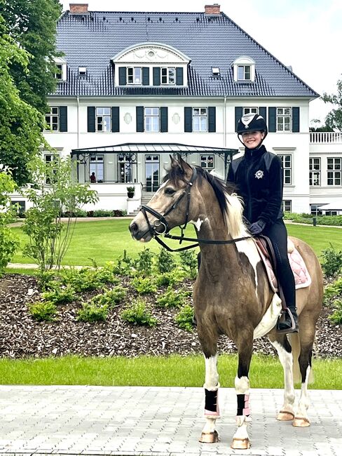 Bildschöner Braunschecke, Gundula Leide, Horses For Sale, Wedemark , Image 12