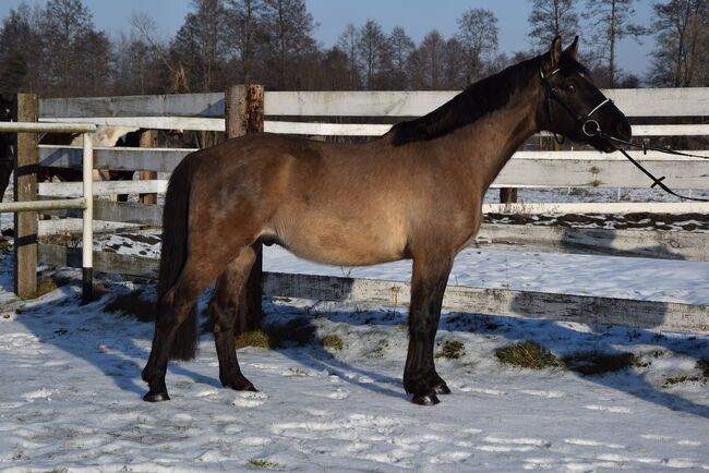 Hübscher buckskiner 6 j. Wallach, 157 cm, Klara, Horses For Sale, Chelmno