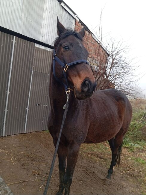 Wunderschöner, dunkelbrauner Wallach sucht ein neues Zuhause, Constanze Wienecke , Horses For Sale, Aken 