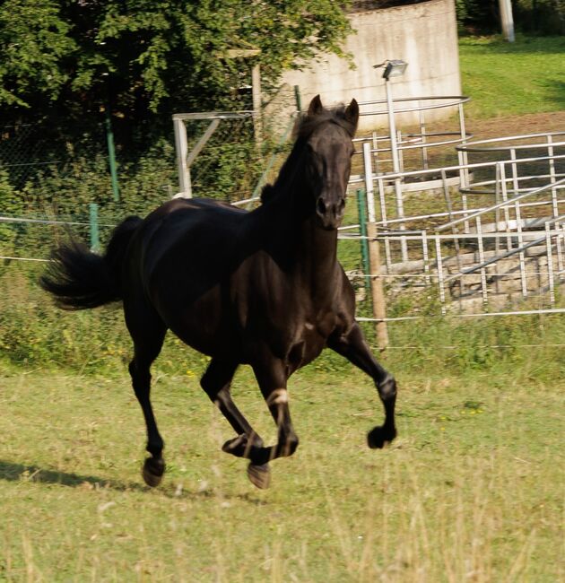 Bildhübsche, tragende schwarze Perle (PRE) mit guter Abstammung, Kerstin Rehbehn (Pferdemarketing Ost), Horses For Sale, Nienburg, Image 8