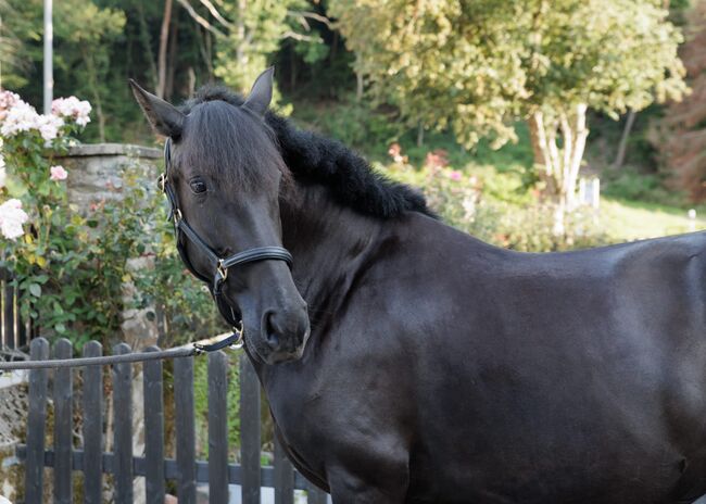 Bildhübsche, tragende schwarze Perle (PRE) mit guter Abstammung, Kerstin Rehbehn (Pferdemarketing Ost), Horses For Sale, Nienburg, Image 12