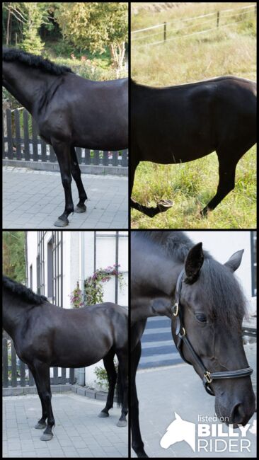 Bildhübsche, tragende schwarze Perle (PRE) mit guter Abstammung, Kerstin Rehbehn (Pferdemarketing Ost), Horses For Sale, Nienburg, Image 16