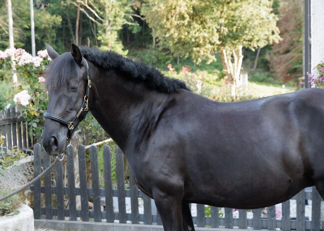 Bildhübsche, tragende schwarze Perle (PRE) mit guter Abstammung, Kerstin Rehbehn (Pferdemarketing Ost), Horses For Sale, Nienburg, Image 15